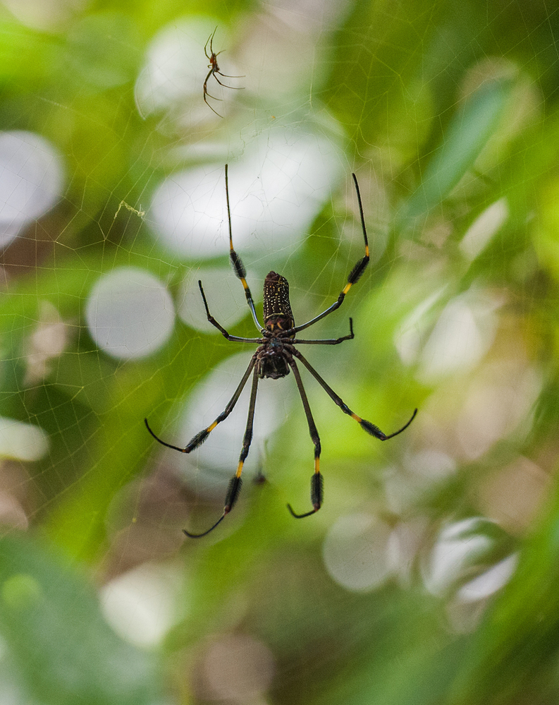 Costa Rica Golden Silk Orb Weaver Spiders